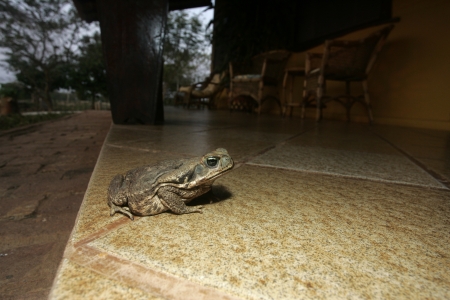 Cane toad, Bufo marinus, single animal on floor, Brazilの写真素材