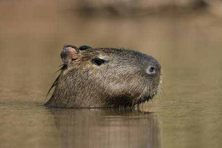 Capybara, Hydrochoerus hydrochaeris, animal in water, Brazilの写真素材