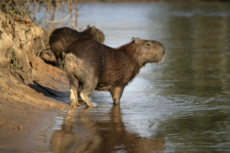 Capybara, Hydrochoerus hydrochaeris, animal in water, Brazilの写真素材