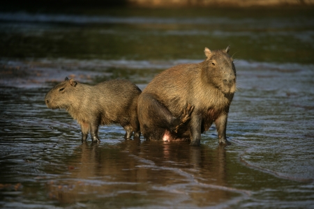 Capybara, Hydrochoerus hydrochaeris, family group, Brazilの写真素材
