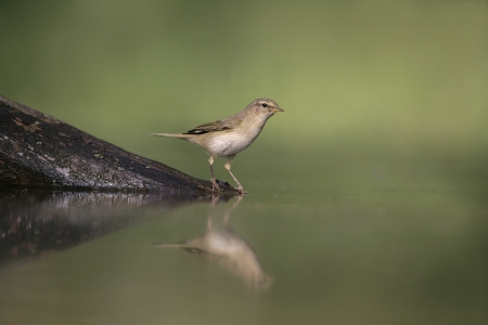Chiffchaff, Phylloscopus collybita, single bird at water, Hungaryの写真素材