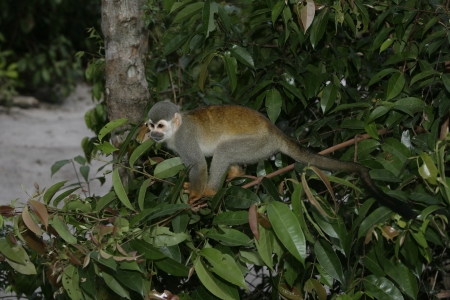 Common squirrel monkey, Saimiri sciureus, single mammal on branch, Brazil