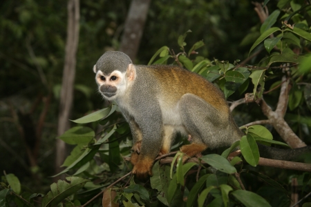 Common squirrel monkey, Saimiri sciureus, single mammal on branch, Brazil