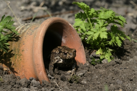Common toad, Bufo bufo, single toad by flowerpotの写真素材