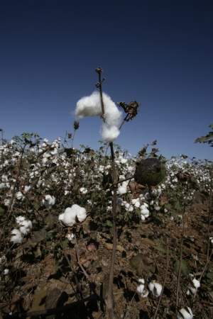 Cotton being grown in a field, Brazilの写真素材