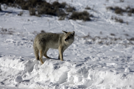 Coyote, Canis latrans, single mammal in snow,  Yellowstone, USAの写真素材