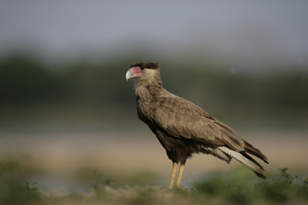 Crested caracara, Caracara cheriway, single bird on grass, Brazilの写真素材