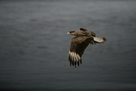 Crested caracara, Caracara cheriway, single bird in flight, Brazilの写真素材
