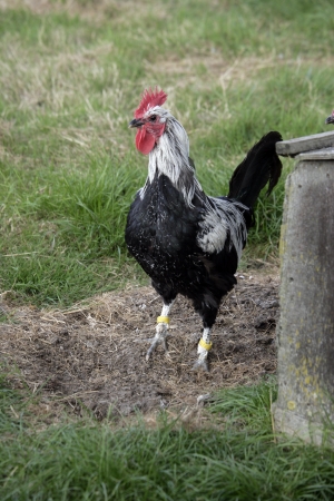 Denizli long-crowers, Domestic breed of fowl, Warwickshire
の写真素材
