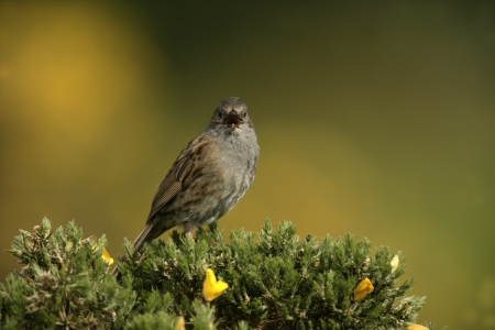 Dunnock or hedge sparrow, Prunella modularis, single bird on gorse
の写真素材
