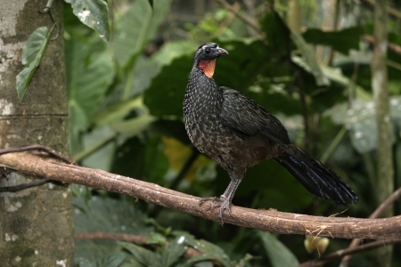 Dusky-legged guan, Penelope obscura, single bird on branch, Brazilの写真素材