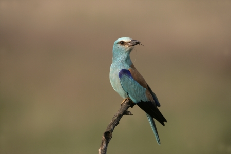 European roller, Coracias garrulus, single bird on branch, Hungaryの写真素材