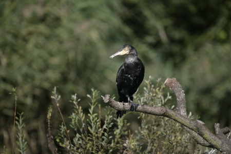 Great Cormorant, Phalacrocorax carbo, single bird on branch,  
の写真素材