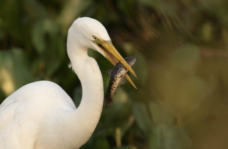 Great egret, Ardea alba, single bird with fish, Brazilの写真素材