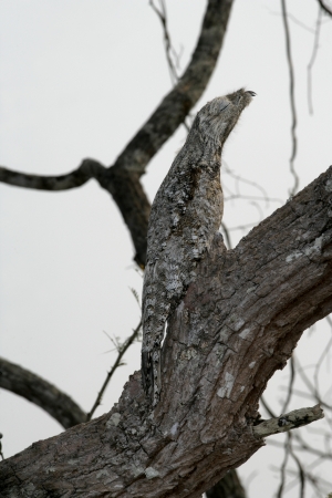 Great potoo, Nyctibius grandis, single bird on branch, Brazilの写真素材