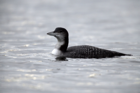 Great-northern diver, Gavia immer, single bird on water, West Midlands, winter       の写真素材