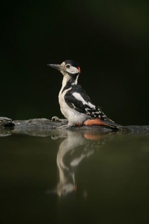Great-spotted woodpecker, Dendrocopos major, single bird at water, Hungary             
の写真素材