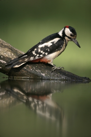 Great-spotted woodpecker, Dendrocopos major, single bird at water, Hungary             
の写真素材