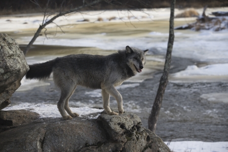 Grey wolf, Canis lupus,single mammal on snow,                   