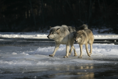 Grey wolf, Canis lupus, two mammals on snow,                   