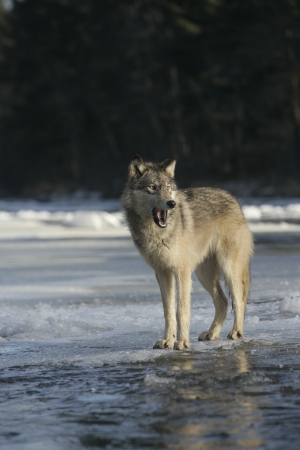 Grey wolf, Canis lupus,single mammal on snow,                   