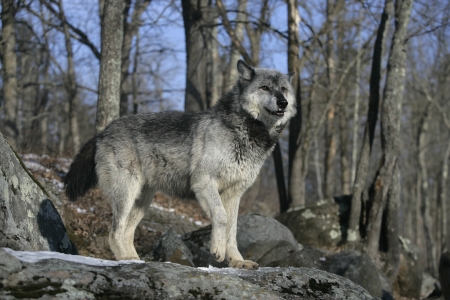 Grey wolf, Canis lupus,single mammal on snow,                   