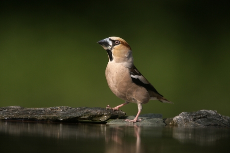 Hawfinch, Coccothraustes coccothrauste, single male at water, Hungaryの写真素材