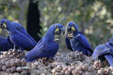 Hyacinth macaw,  Anodorhynchus hyacinthinus, group of birds feeding on floor, Brazil