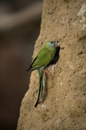 Hooded parrot, Psephotus dissimilis, single female on rock