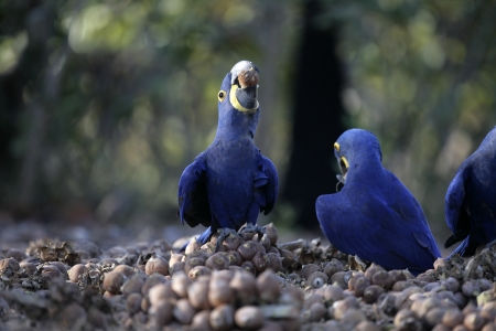 Hyacinth macaw,  Anodorhynchus hyacinthinus, group of birds feeding on floor, Brazilの写真素材