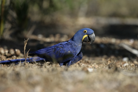 Hyacinth macaw,  Anodorhynchus hyacinthinus, two birds feeding on floor, Brazilの写真素材