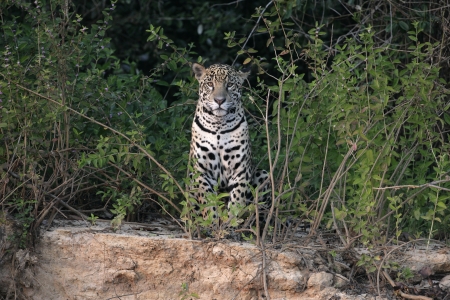 Jaguar, Panthera onca, single mammal in the Pantanal, Brazilの写真素材
