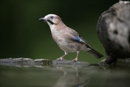 Jay, Garrulus glandarius, single bird at water,  Hungaryの写真素材