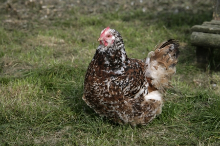 Jubilee orpington, female, Domestic breed of fowl, Warwickshireの写真素材