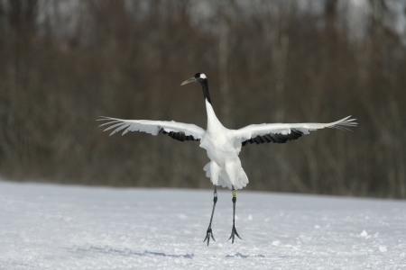 Red-crowned crane,  Japanese crane, Grus japonensis, displaying on snow, Japanの写真素材