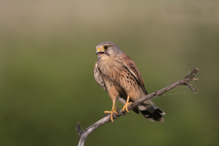 Kestrel, Falco tinnunculus, single male on branch, Hungaryの写真素材