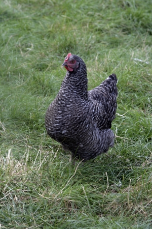 Light sussex, Domestic breed of fowl, Warwickshireの写真素材