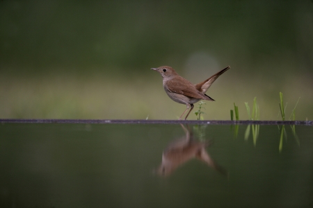 Nightingale, Luscinia megarhynchos, single bird at water, Hungaryの写真素材
