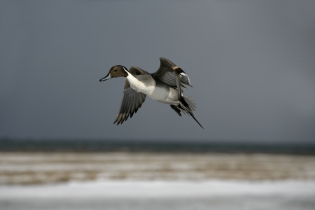 Northern pintail, Anas acuta, single male in flight, winter, Japanの写真素材