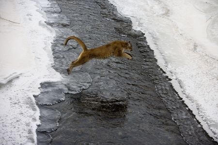 Puma or Mountain lion, Puma concolor, single cat in snow, captiveの写真素材