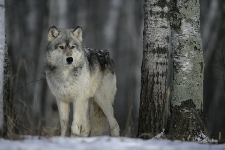 Grey wolf, Canis lupus, single mammal on snow, captive                   の写真素材