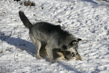 Grey wolf, Canis lupus, two wolves interacting,  captive                   