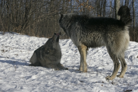 Grey wolf, Canis lupus, two wolves interacting,  captive                   