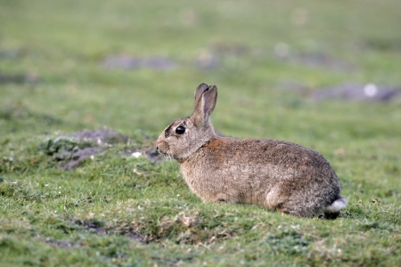 Rabbit, Oryctolagus cuniculus, single mammal on grass,  UK         の写真素材