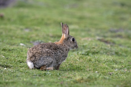 Rabbit, Oryctolagus cuniculus, single mammal on grass,  UK         の写真素材