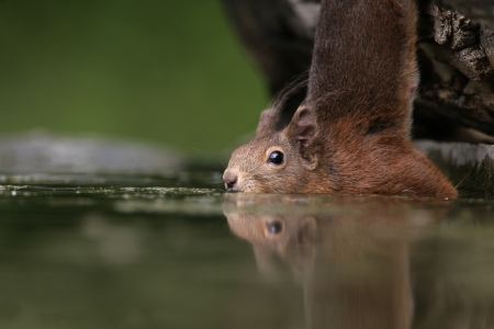 Red squirrel, Sciurus vulgaris, single mammal at water, Hungary              の写真素材