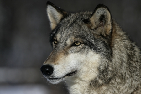 Grey wolf, Canis lupus, single mammal head shot, captive,         