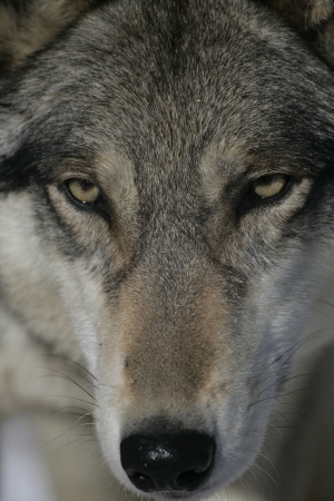 Grey wolf, Canis lupus, single mammal head shot, captive,         の写真素材