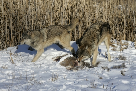 Grey wolf, Canis lupus, single mammal head shot, captive,         