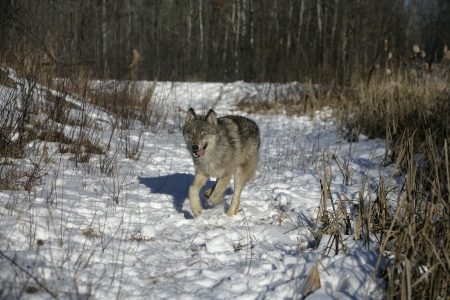 Grey wolf, Canis lupus, single mammal on snow, captive,         